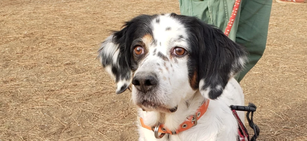 現在の画像に代替テキストがありません。ファイル名: メリー４.png